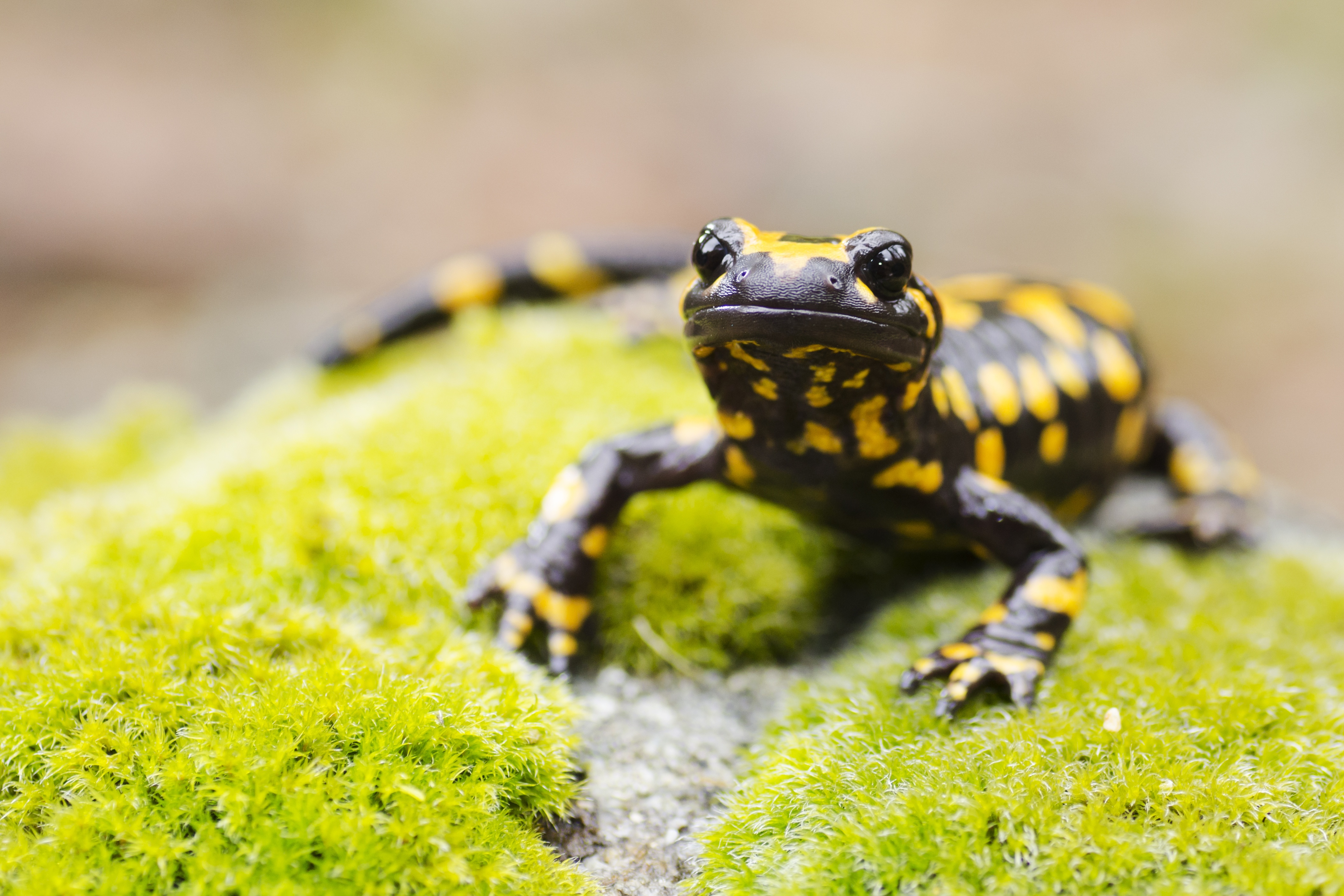 Ugninė salamandra.jpg